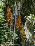 tucuma palm ، awarra ، Aouara ، Chontilla